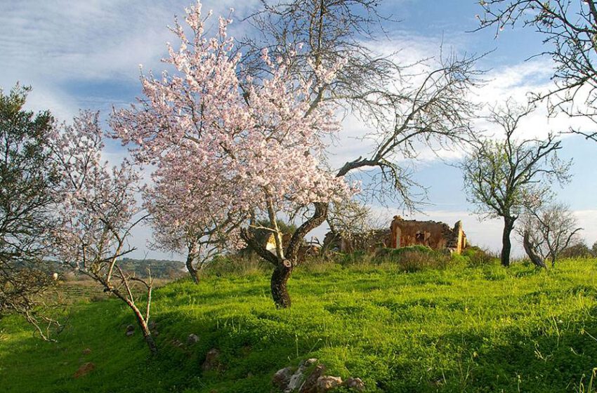  Algarve acoge el espectáculo de los almendros en flor