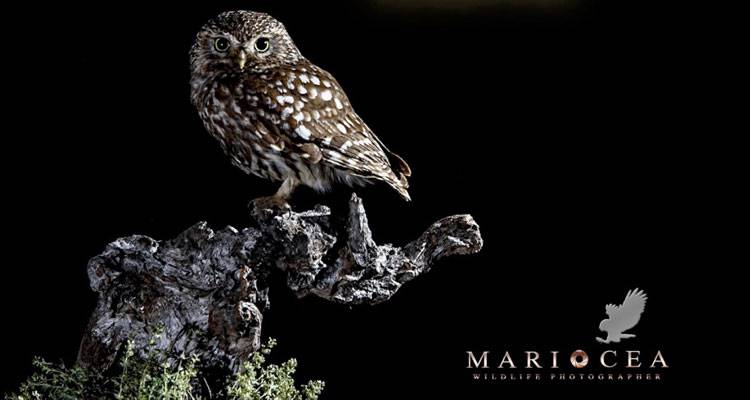  Taller de técnicas creativas en fotografía de naturaleza en FIO2015