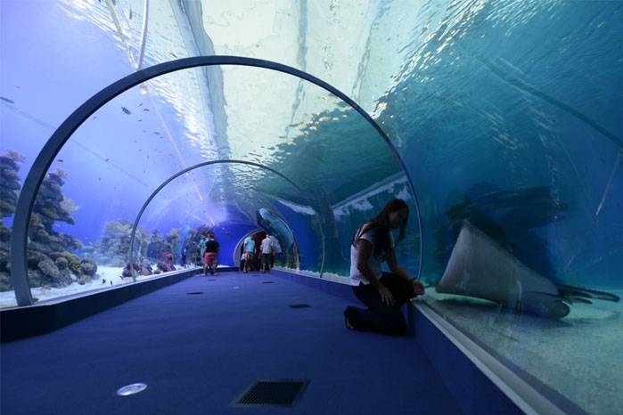  Se inaugura Sharks World en Israel – la mayor piscina de tiburones en Oriente Medio