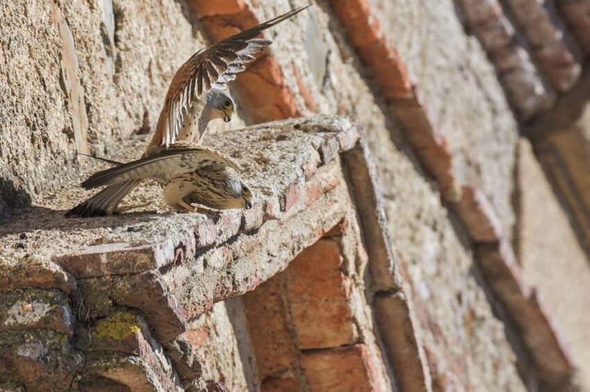 1er Premio "Cópula primaveral" de Oliver Jorge Castaño - Maratón Festival de las Aves de Cáceres