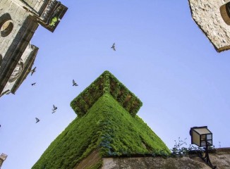 3er Premio Francisco Pulido- Maratón Festival de las Aves de Cáceres