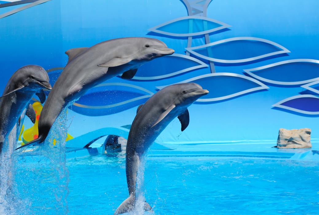 Delfines en Zoomarine