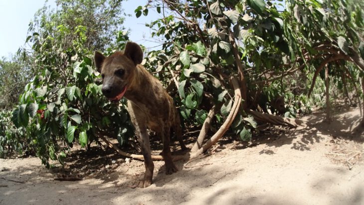 Hiena en Abuko Nature Reserve
