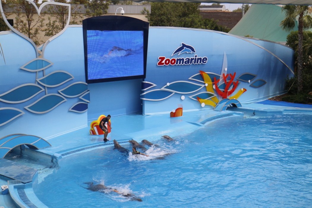Delfines en Zoomarine