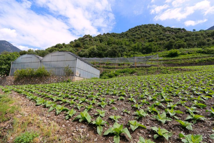 Plantaciones de Tabaco en los dominios de la bodega Casa real