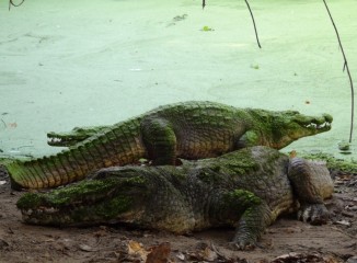 estanque de los cocodrilos Katchikally