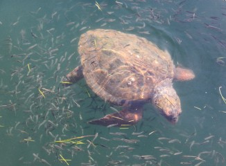 Tortugas en el puerto de Puerto de Argostoli