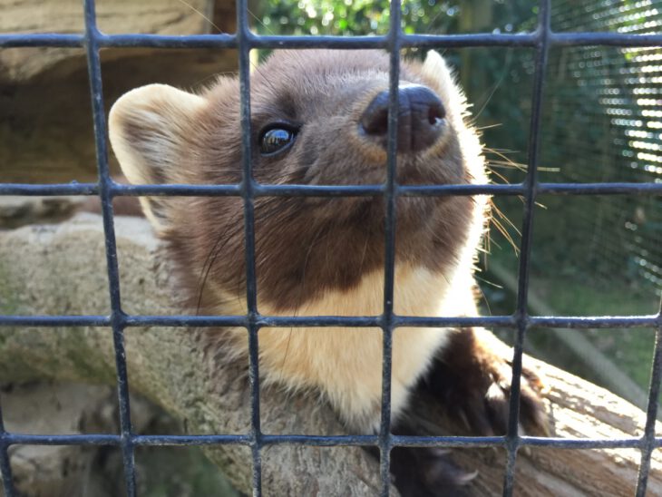 Hurón en el Parc Animalier