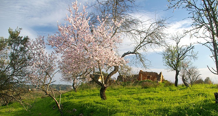  El Algarve te invita a descubrir sus almendros en flor