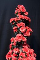 Floralias de Gante