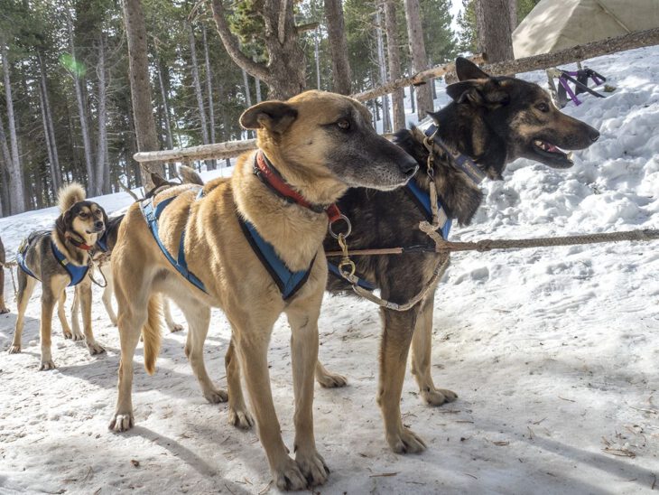 Mushing Andorra
