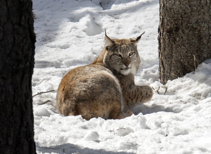 Lince Naturlandia