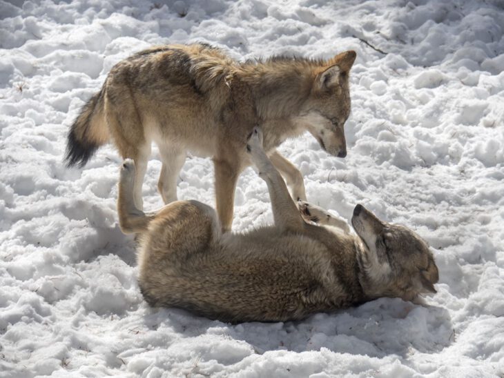 Lobo Naturlandia