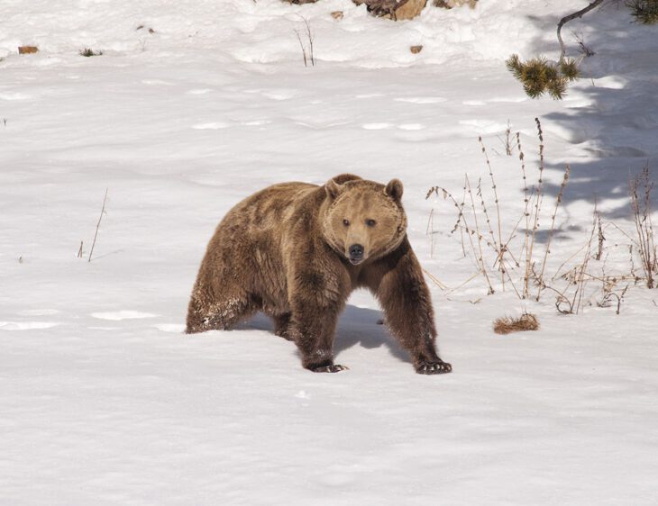 Oso Naturlandia