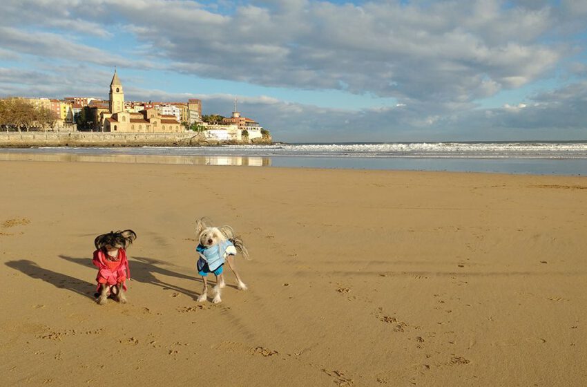  Gijón, destino dog friendly