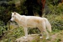 Les Loups de Gèvoudan