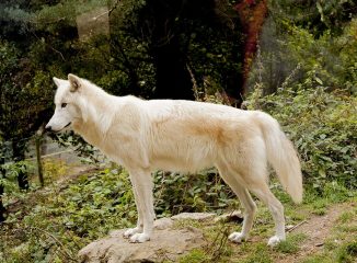 Les Loups de Gèvoudan