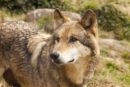 Les Loups de Gèvoudan
