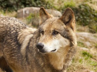 Les Loups de Gèvoudan