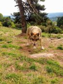 Les Loups de Gèvoudan