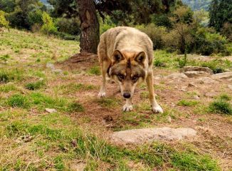 Les Loups de Gèvoudan