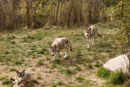 Les Loups de Gèvoudan