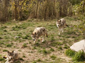 Les Loups de Gèvoudan