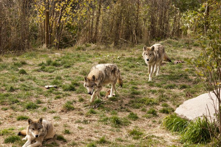 Les Loups de Gèvoudan