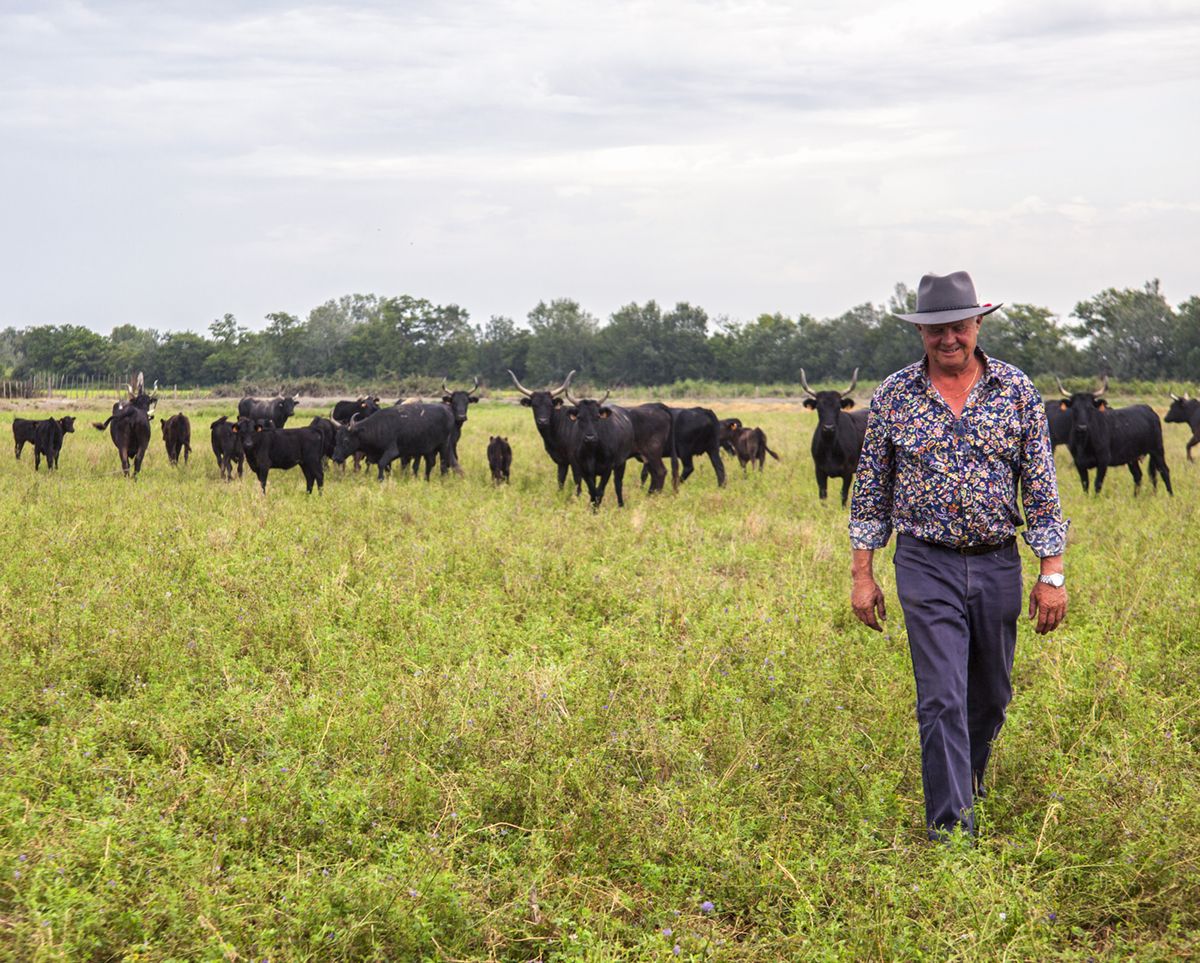 Rebaño de toros pastando libremente por la Camarga