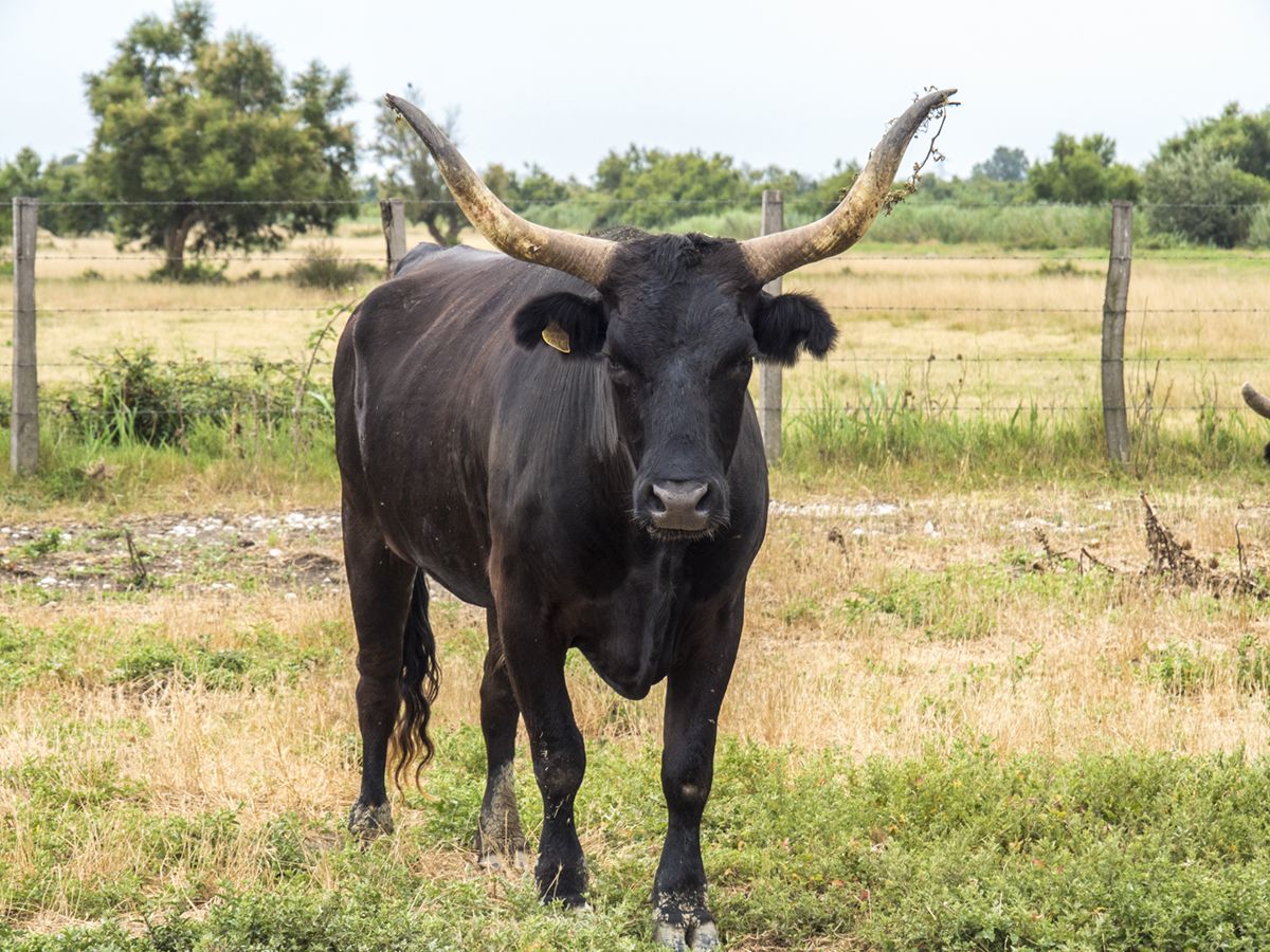 El toro de Camarga es una raza bovina autóctona de La Camarga