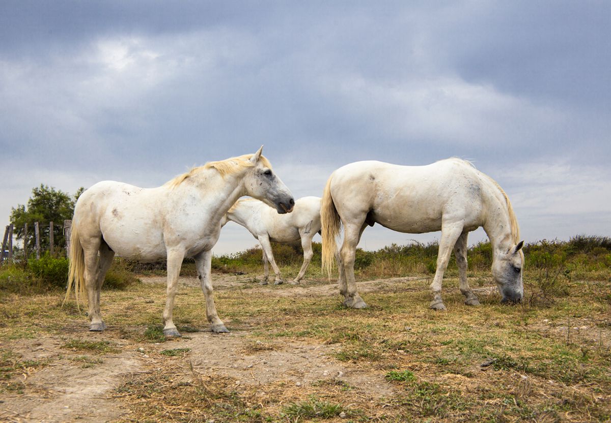Los caballos blancos de la Camarga