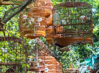 Hong Kong Bird Market