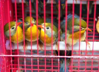 Hong Kong Bird Market