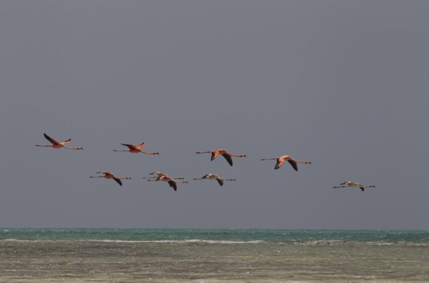  Las Bahamas, un refugio de fauna entre playas cristalinas