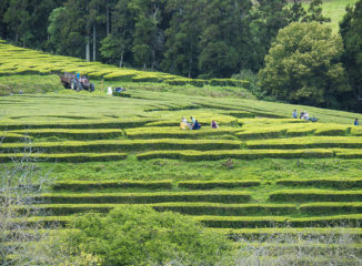 Plantación de té en las laderas de Gorreana