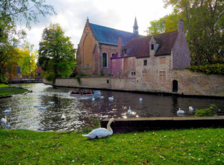 Cisnes en el Beguinaje