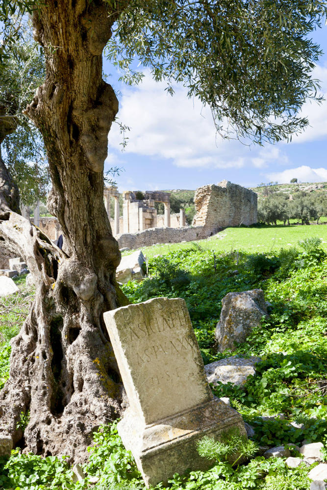 Sepulcros en los olivares