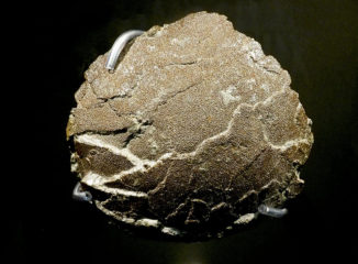 Fósil de un huevo de dinosaurios
