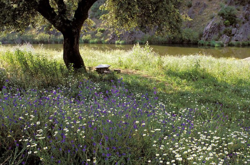  Qué ver y qué hacer en Alentejo, naturaleza y aire puro al lado de casa