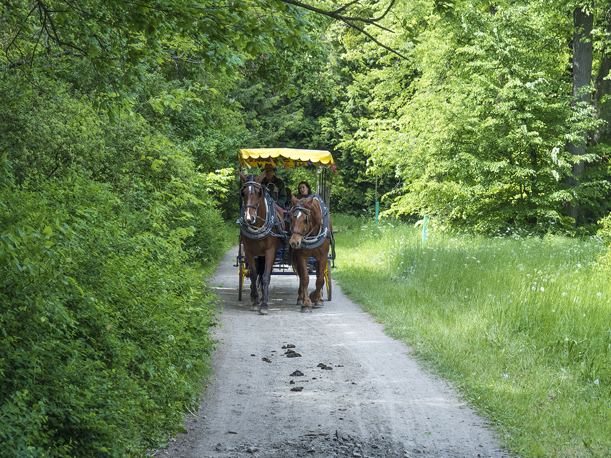 Paseo en calesa por los bosques de Lednice