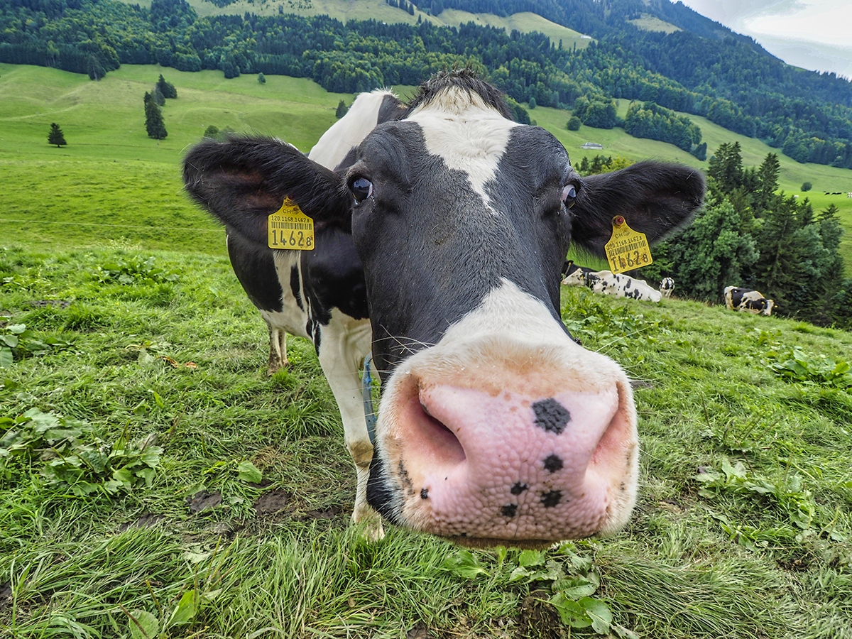 Simpática vaca Suiza