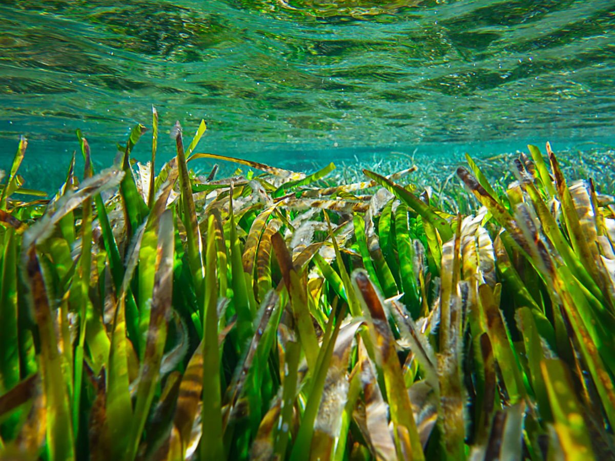 Posidonia Oceánica ®Sergio Arribas