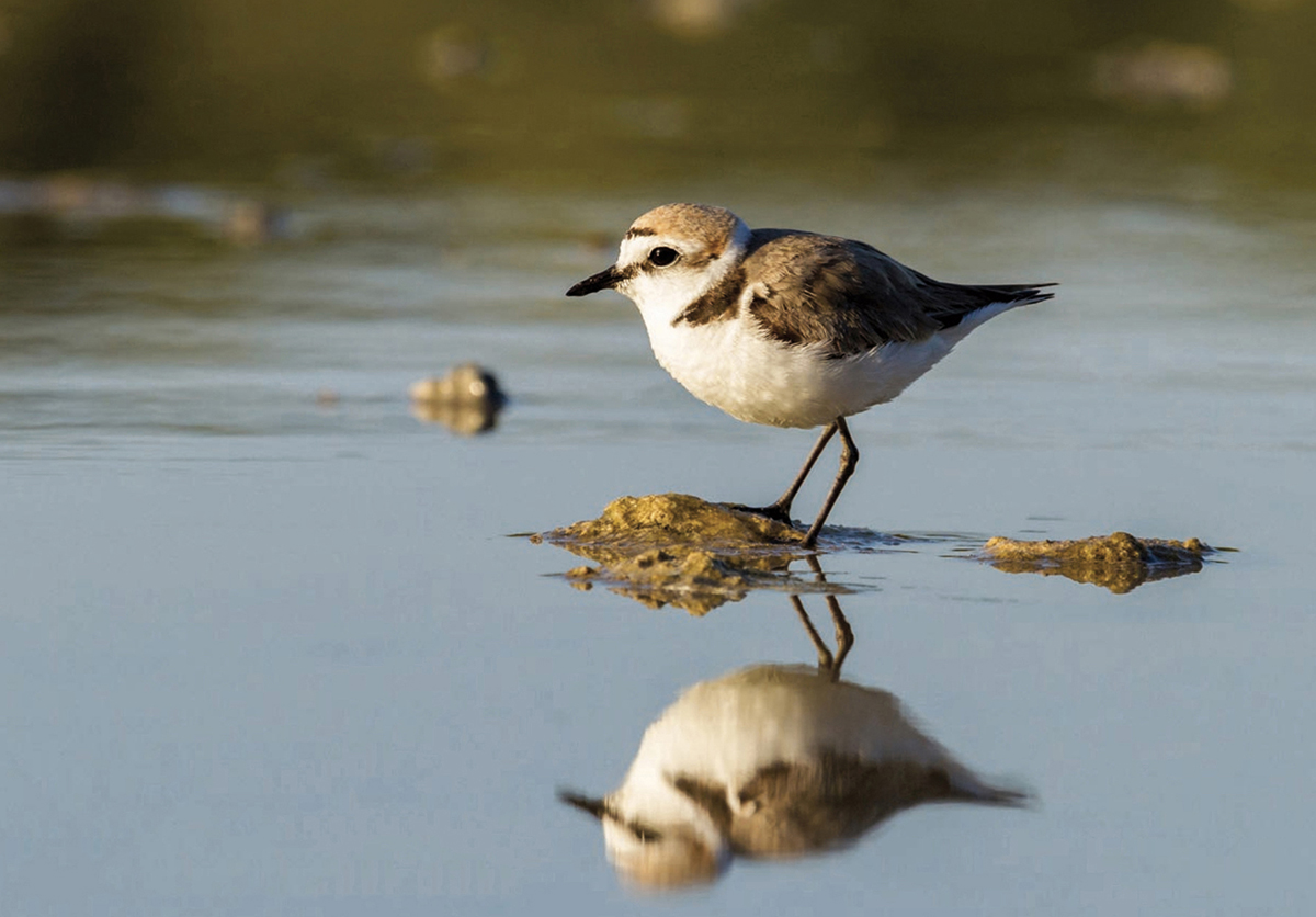 Formentera birding