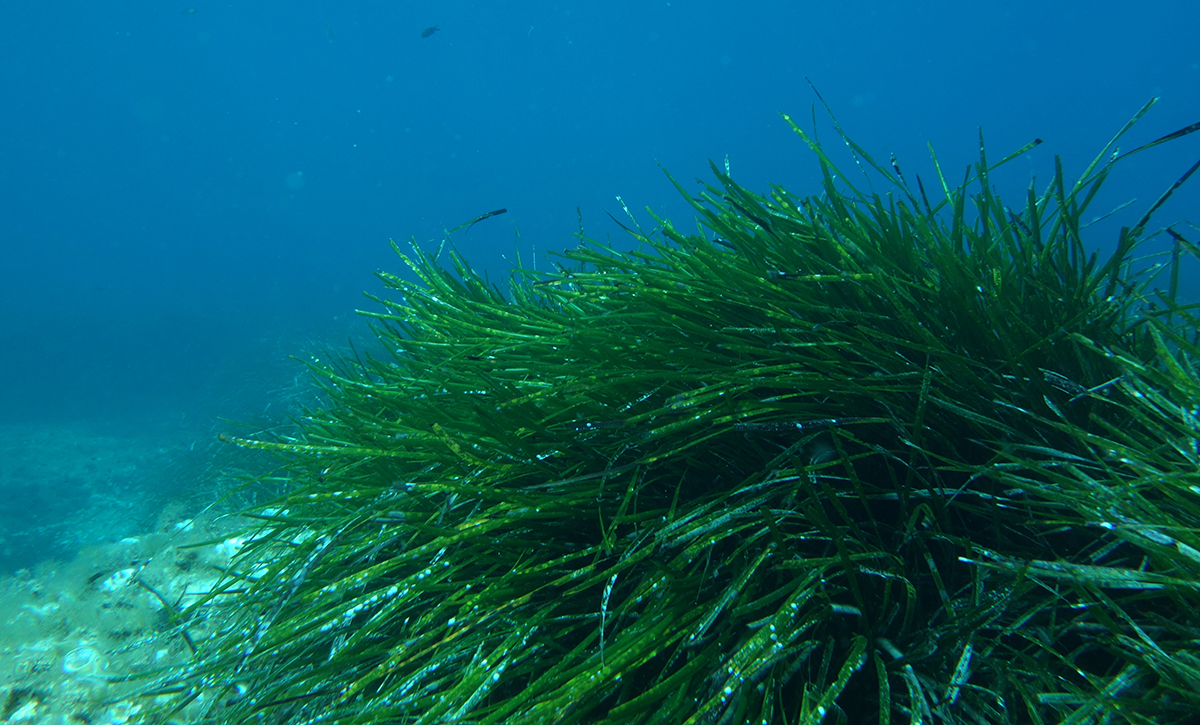 Formentera Posidònia Oceànica