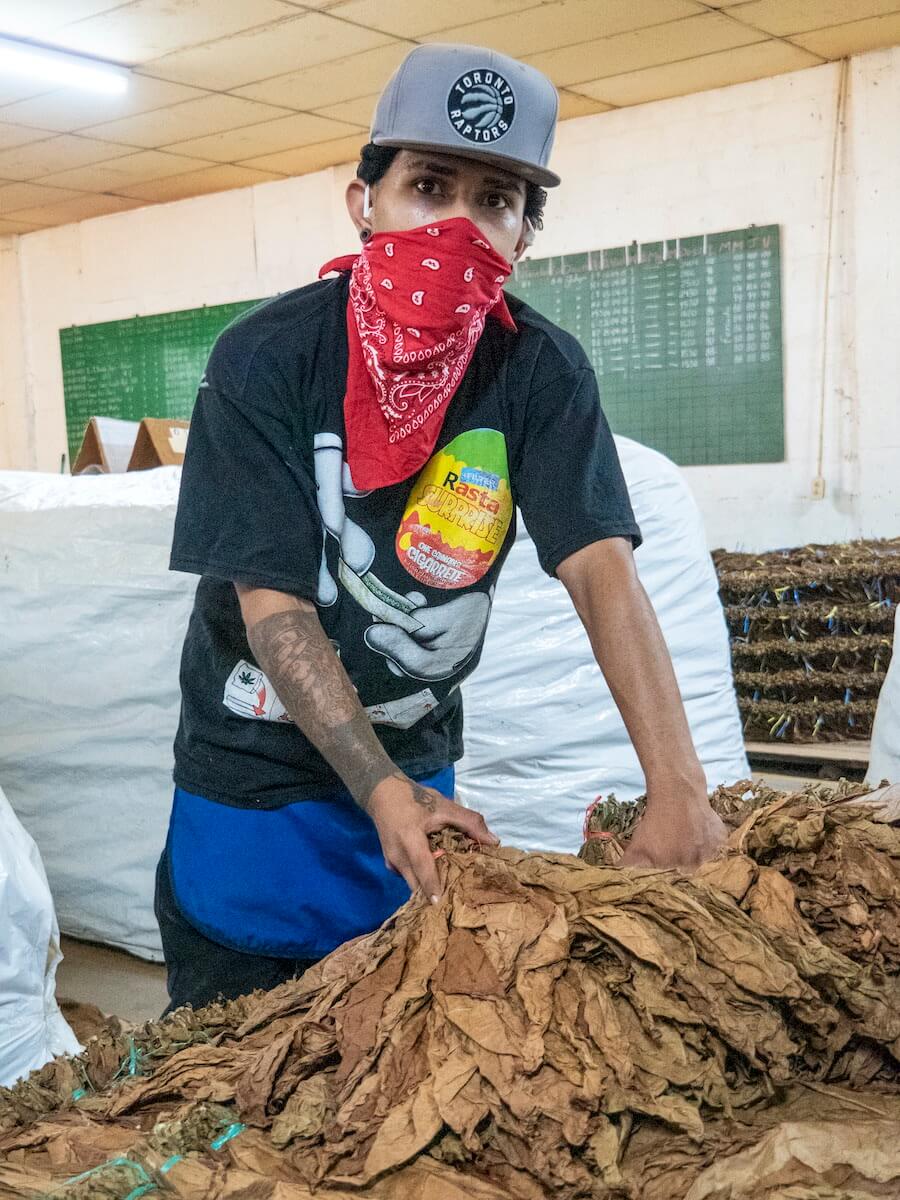 Manipulación de la hoja del tabaco