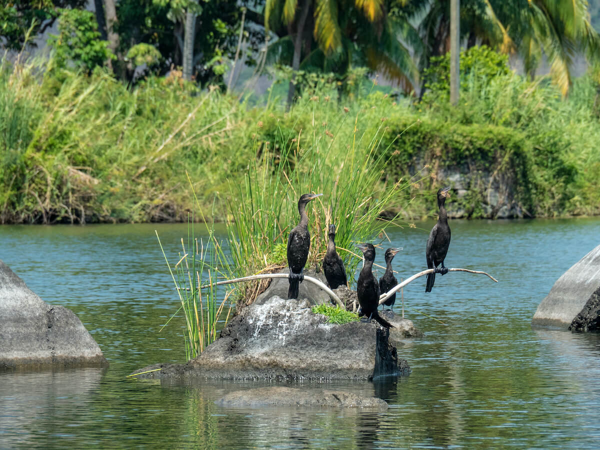 Cormoranes en las Isletas 