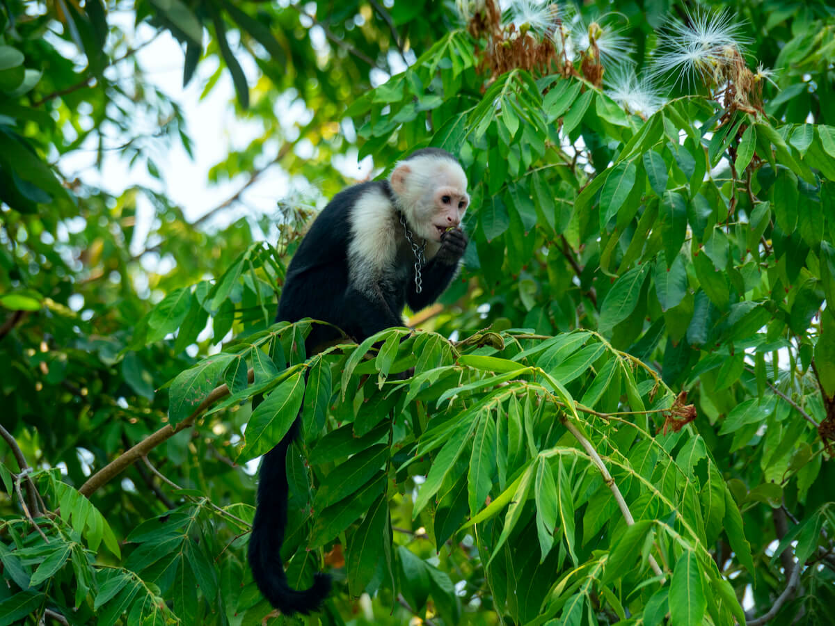 Monos en las isletas