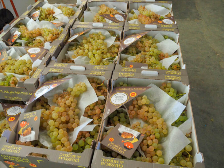 Chasselas de Moisac
