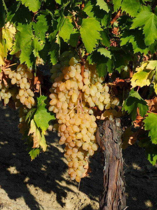 Racimo de uva variedad Chasselas