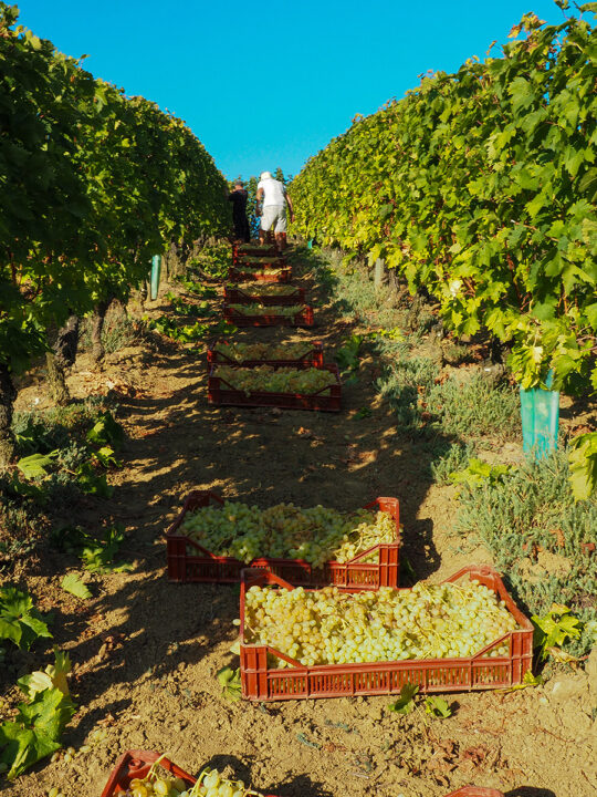 Vendimia de la uva de la variedad Chasselas